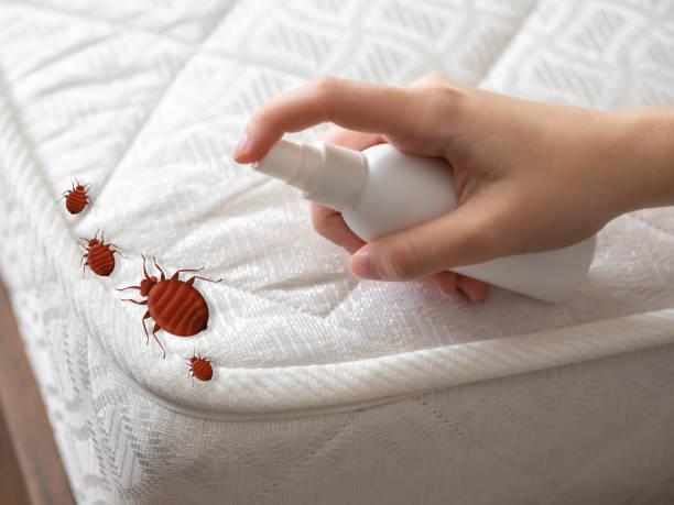 Best Ant Control Services  in Taylor Creek, OH